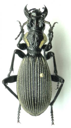Réf. 195 689 : Anthia burchelli petersii
